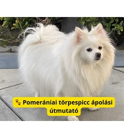 Pomerániai törpespicc ápolási útmutató