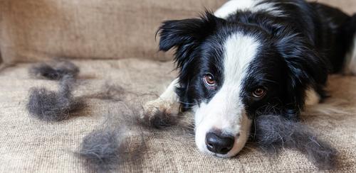 Border Collie vedlik